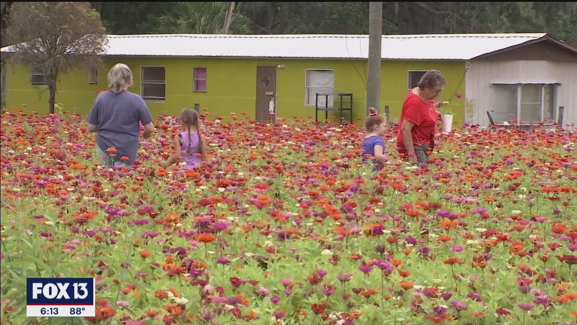 Pick fresh flowers straight from the field